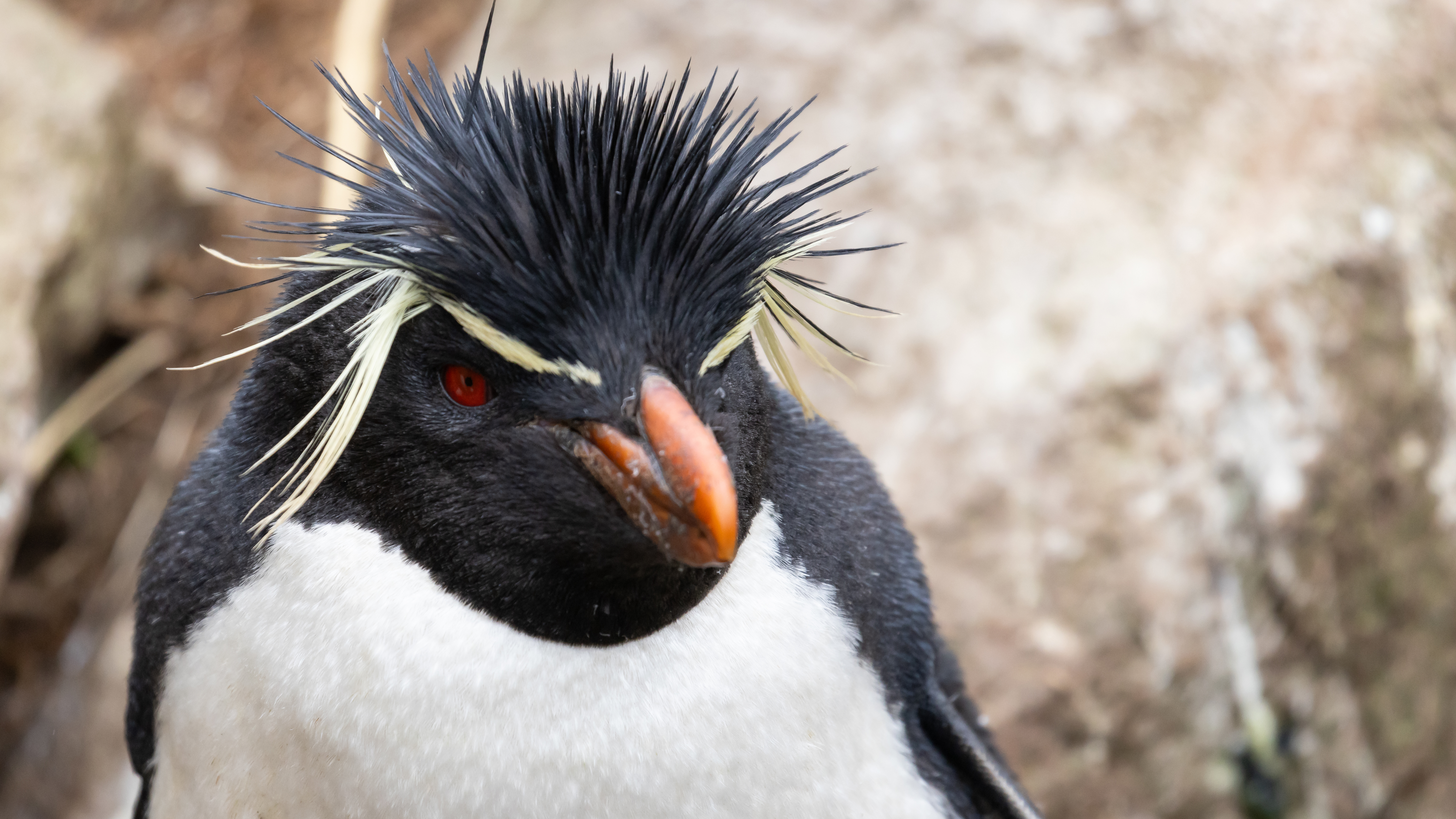 Get to know the rockhopper penguin – PolarQuest