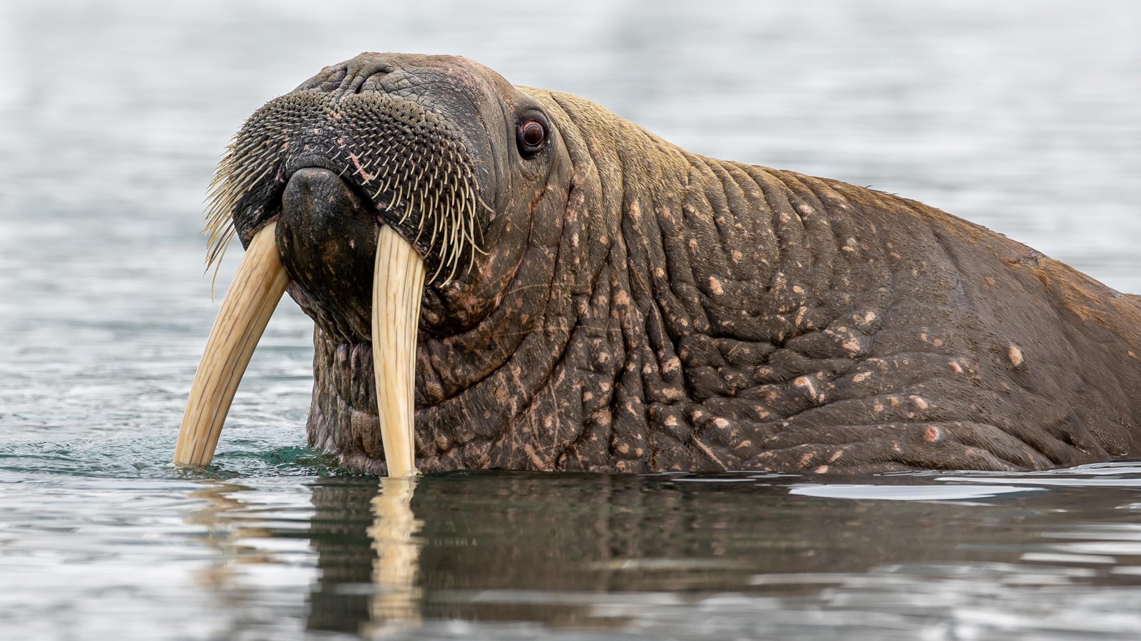 Valross Glaciers and Walruses – PolarQuest